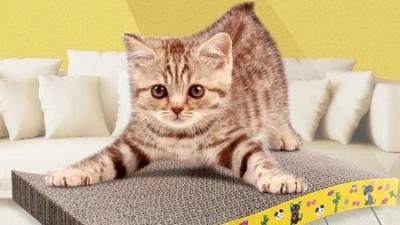 침대걸이고양이 득템! 후회 없는 선택을 위한 완벽 가이드✨